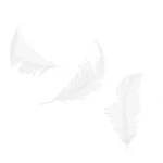 PLUMA DE AVE BLANCA ATADO DE 10 PZAS.