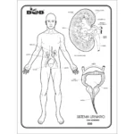 MAPA Y ESQUEMA CARTA C/100 NORMAL BOB