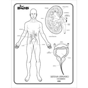 MAPA Y ESQUEMA CARTA C/100 NORMAL BOB